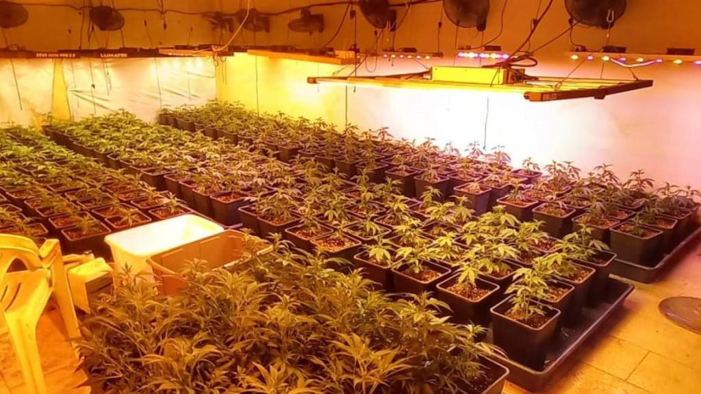 La plantación de marihuana localizada en la vivienda de Gelida