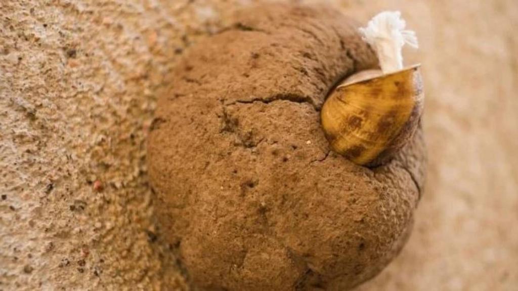 Caracoles en la Calle dels Cargols