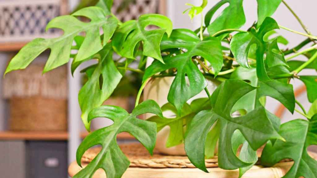 Una de les plantes que es pot comprar a l'Espai 88