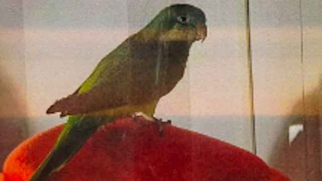 Lucas, la cotorra desaparecida en Barcelona