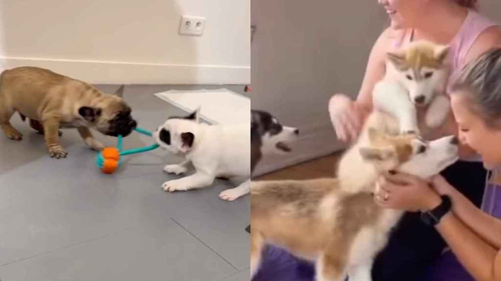 Dos sesiones de 'Puppy yoga' en Barcelona