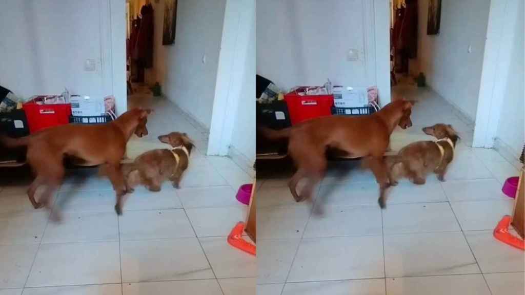 Dos perros en casa de la okupa en el Eixample