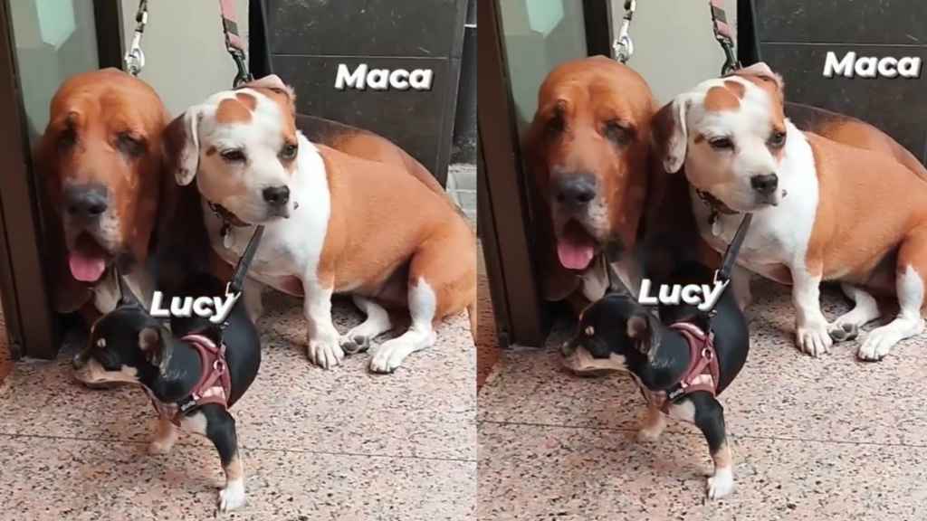 Tres perros cuidados por la okupa en la entrada del edificio del Eixample