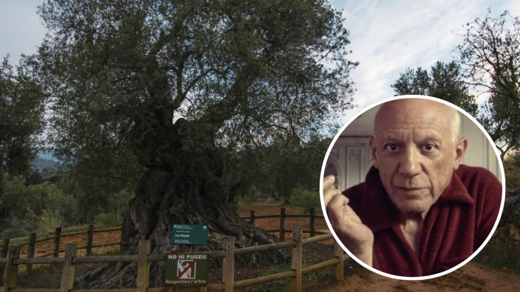 Fotomontaje del olivo milenario y Pablo Picasso