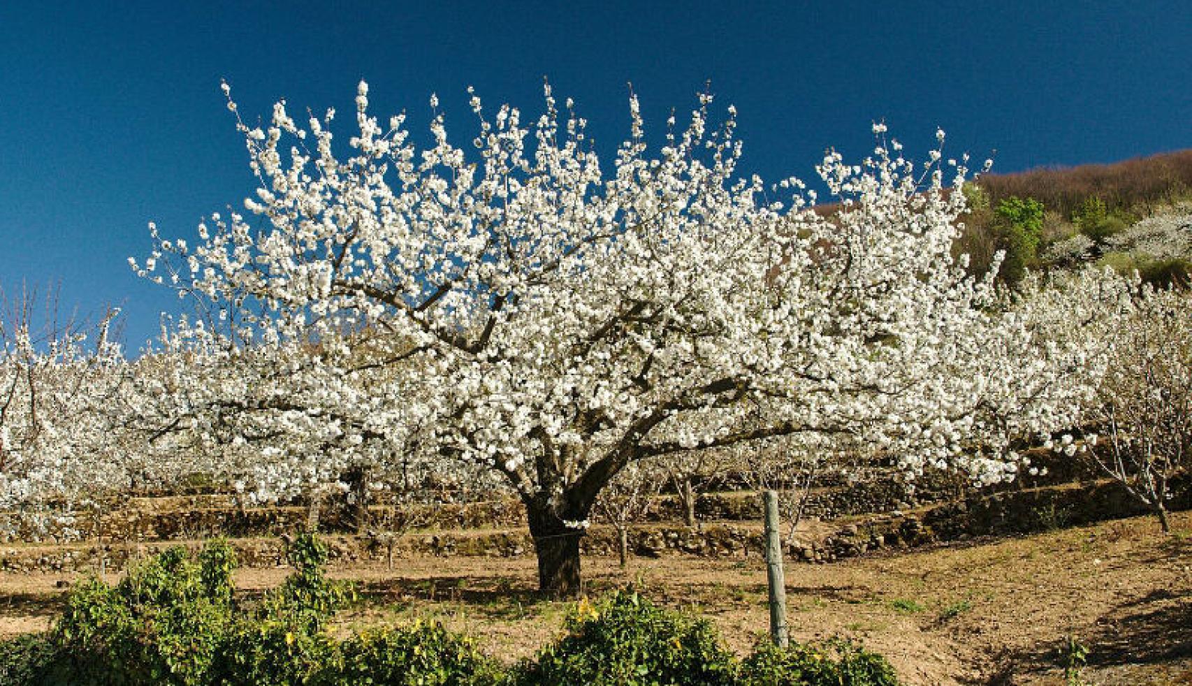 Cerezo en flor del Valle del Jerte