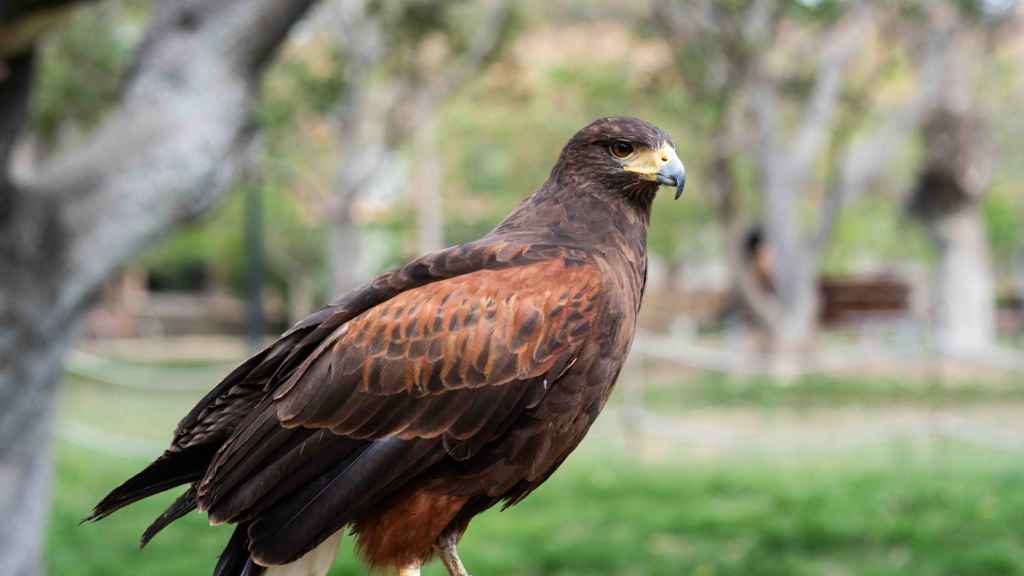 Imagen de una de las aves rapaces