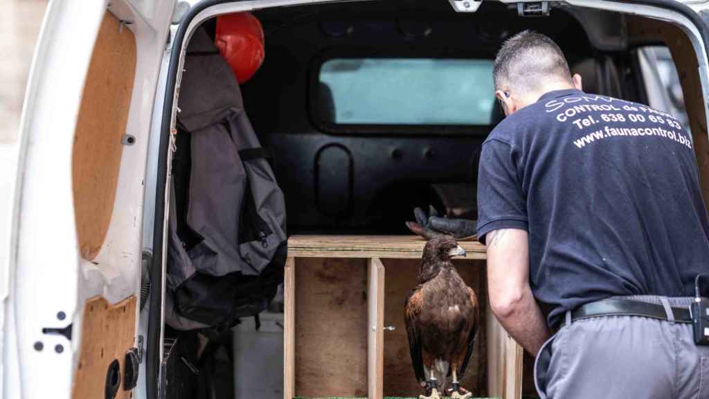 Uno de los técnicos junto a la furgoneta y una de las aves rapaces