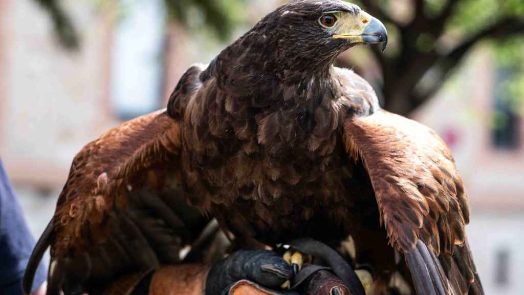 Imagen de una de las aves rapaces