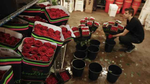 Sin rosas catalanas en Sant Jordi: el último productor del Maresme se retira