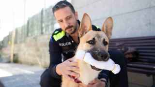 Fénix, el perro maltratado de Sant Boi rescatado por la Policía Local