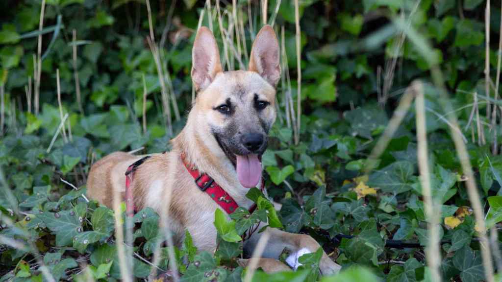 Fénix, el perro rescatado por la Policía Local de Sant Boi