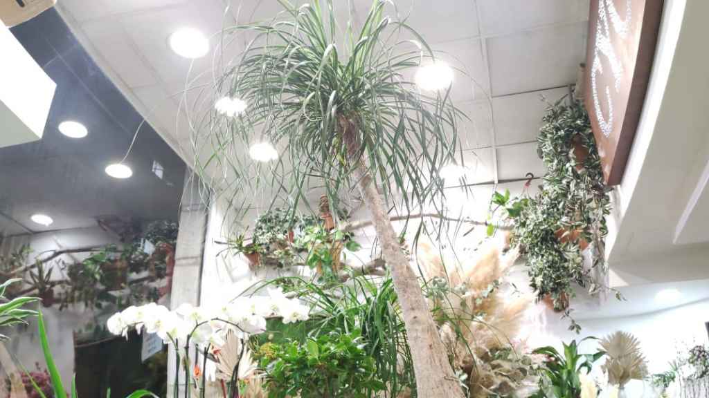 El interior de la Floristería Cyca's de Santa Coloma de Gramenet