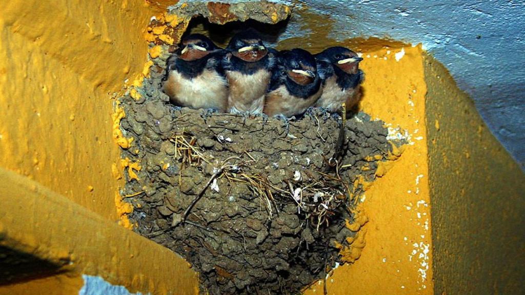 Nido de golondrinas