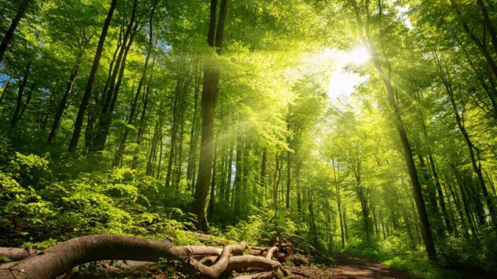 Bosc frondós en imatge d'arxiu