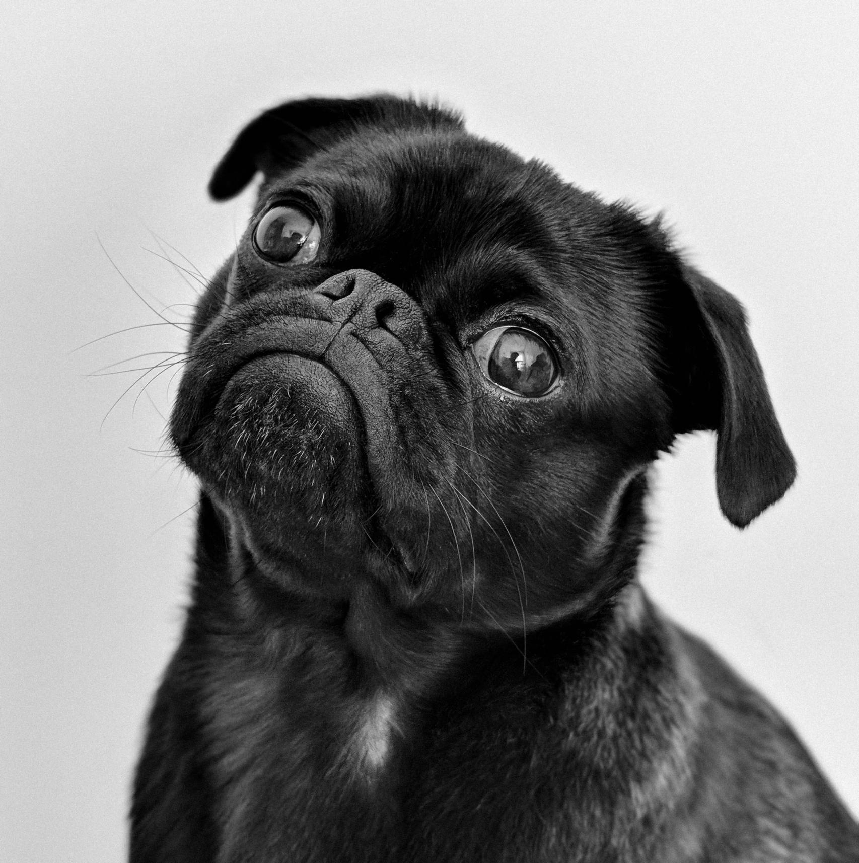 Perro con cara compasiva