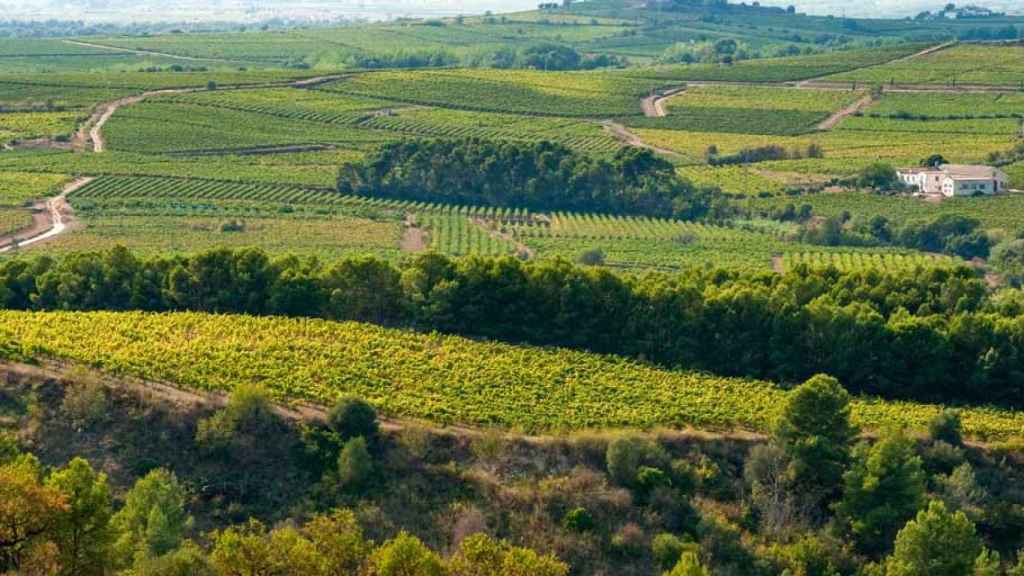 Un mar de viñas en Sant Sadurní, en el Penedès