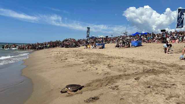Liberación de una tortuga en el Prat