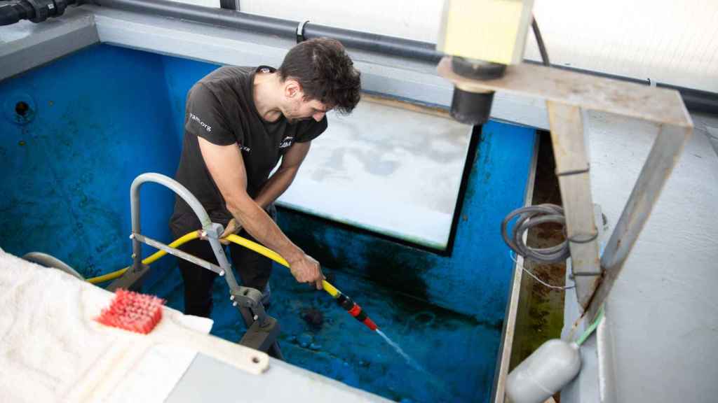 Paulo Grandio, voluntari del CRAM, retira les algues d'una peixera