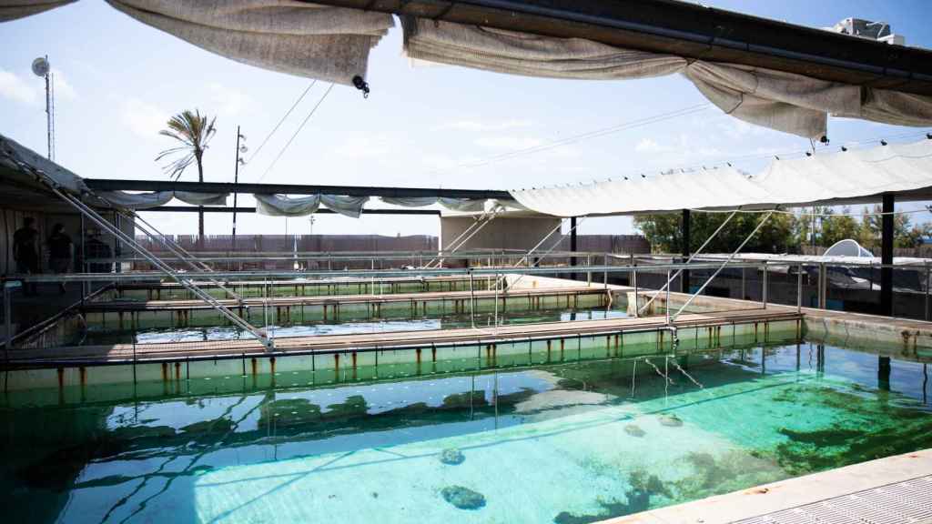 Piscines per a les tortugues de la Fundació CRAM