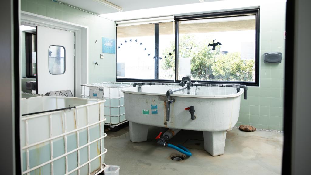 Tanque de recuperación de tortugas de la Fundación CRAM