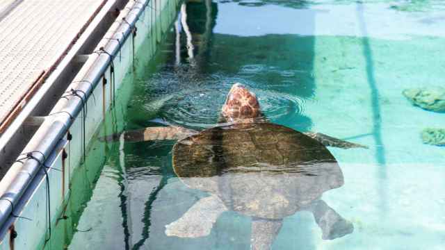 Una tortuga marina de la Fundación CRAM, en el Prat de Llobregat