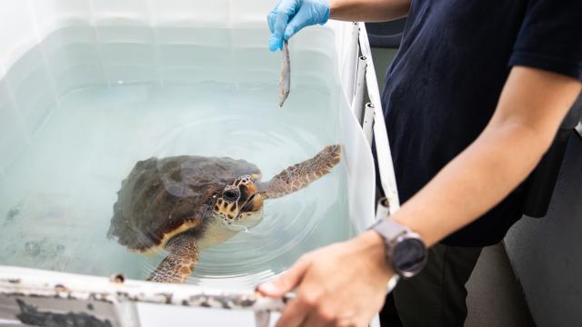 Una veterinaria da de comer a una tortuga de la Fundación CRAM, en el Prat de Llobregat