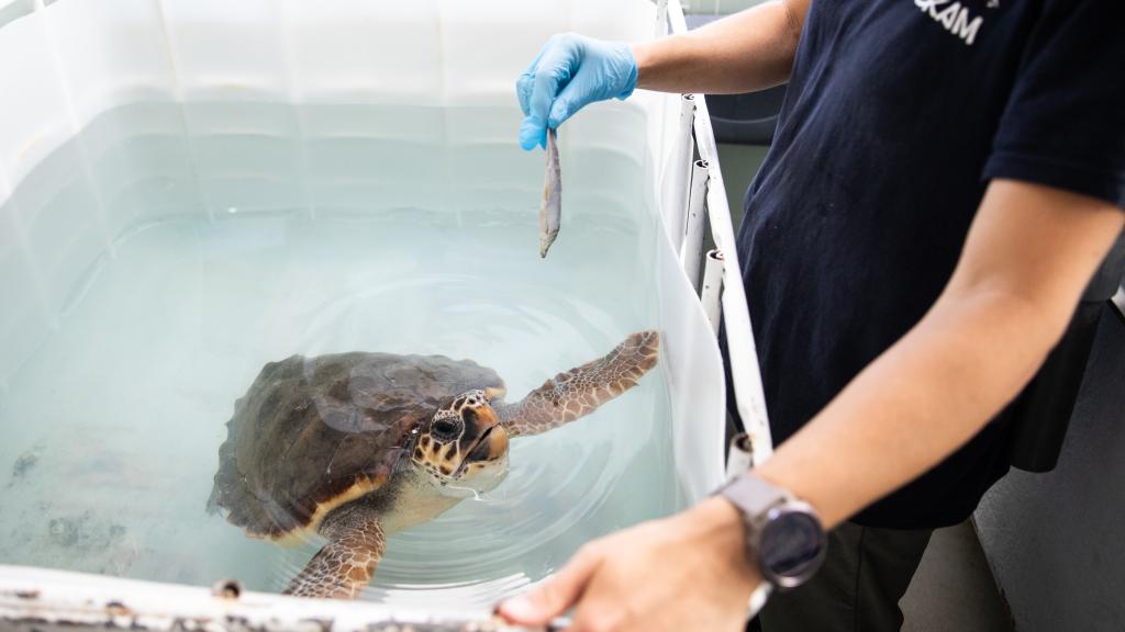 Una veterinaria da de comer a una tortuga de la Fundación CRAM, en el Prat de Llobregat