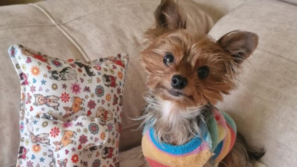 Un perro con uno de los cojines confeccionados por David