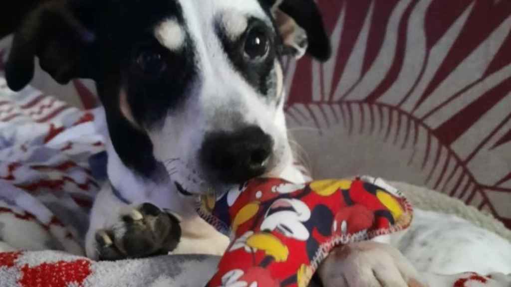Un perro con un hueso de peluche de la costura de David