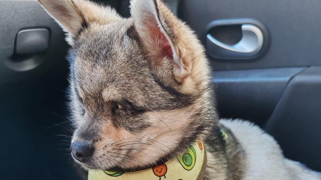 Talp, el perrito ciego de Montcada que busca hogar