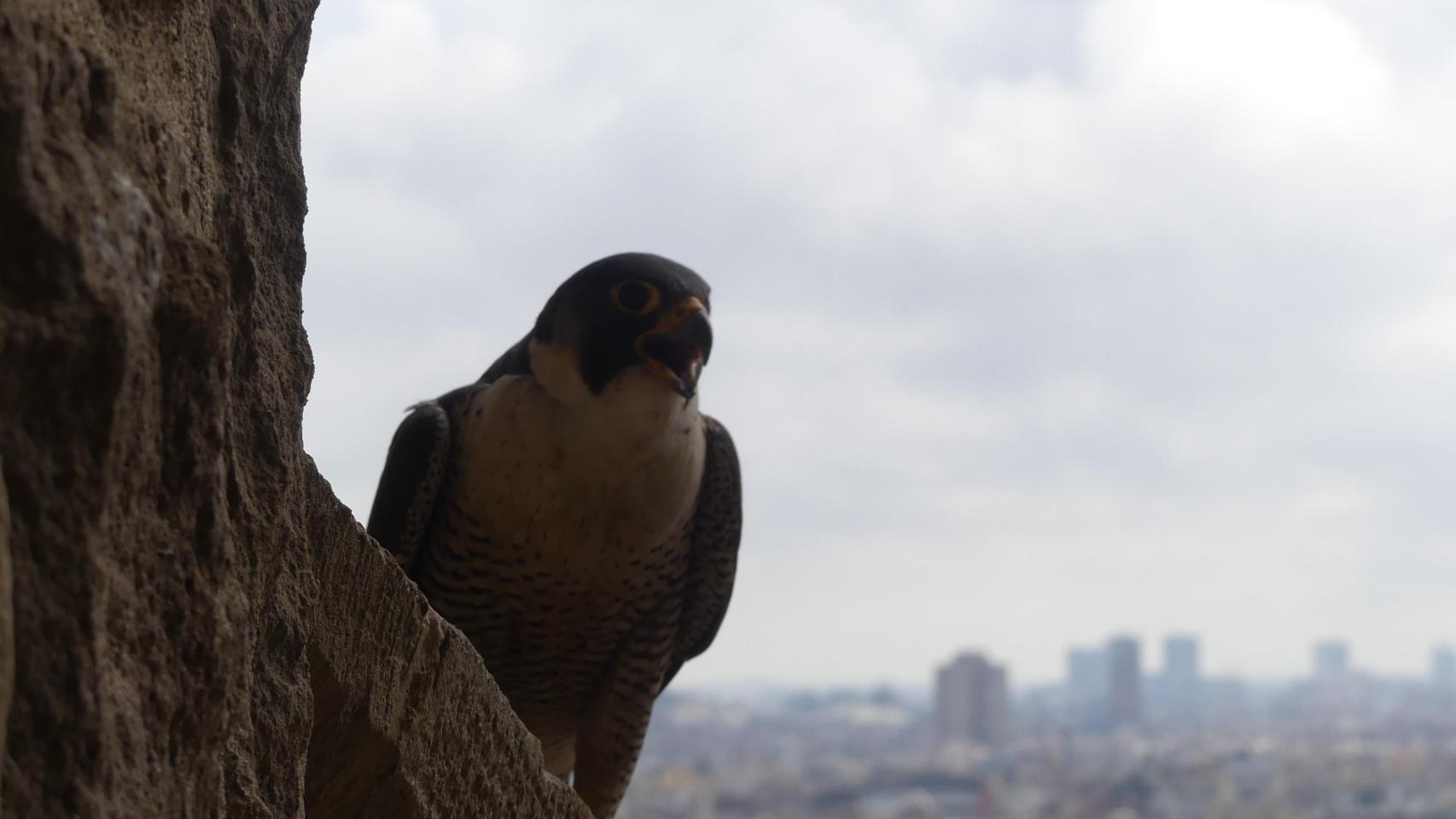 Imagen de un halcón peregrino en Barcelona