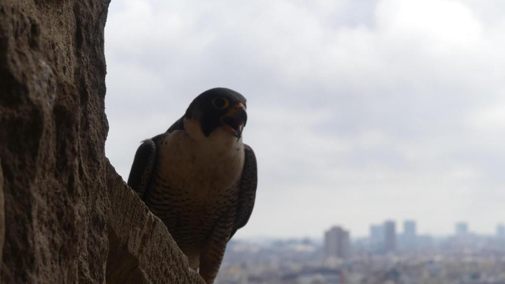 Imagen de un halcón peregrino en Barcelona