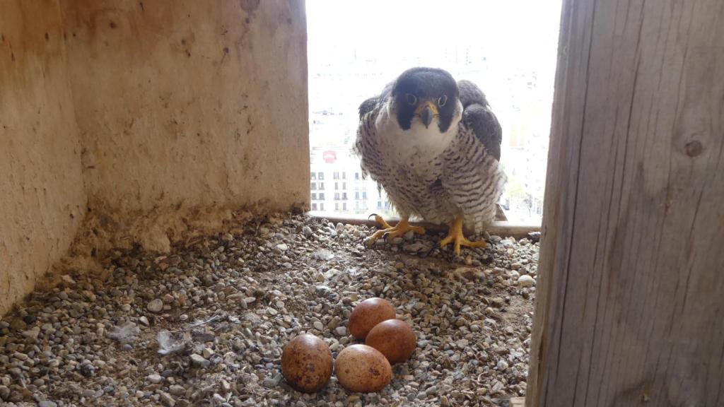Un halcón peregrino junto a sus huevos