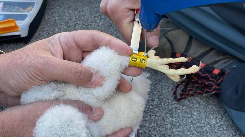 El equipo de Galanthus anilla a una de las crías de halcón en Barcelona