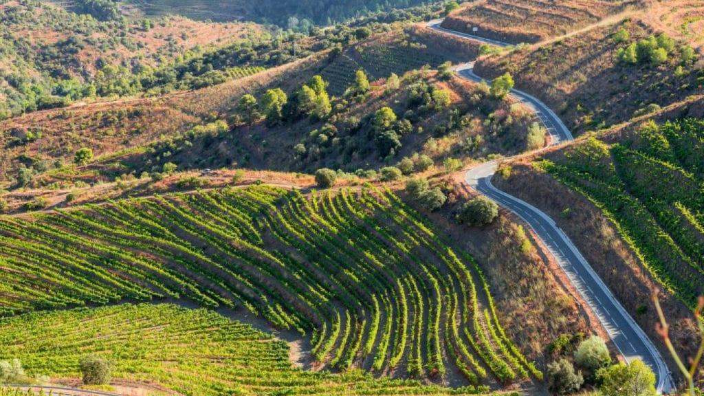 Zonas de viñedos en una imagen de archivo