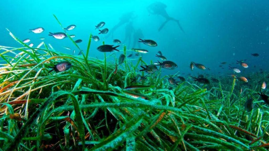 Posidonia de Ibiza