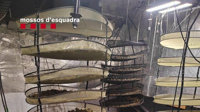 Una de las plantaciones de marihuana desmanteladas durante el operativo