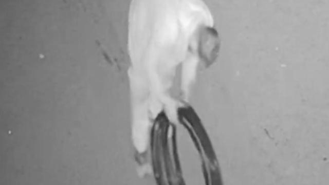 Uno de los detenidos captado con un cable de cobre