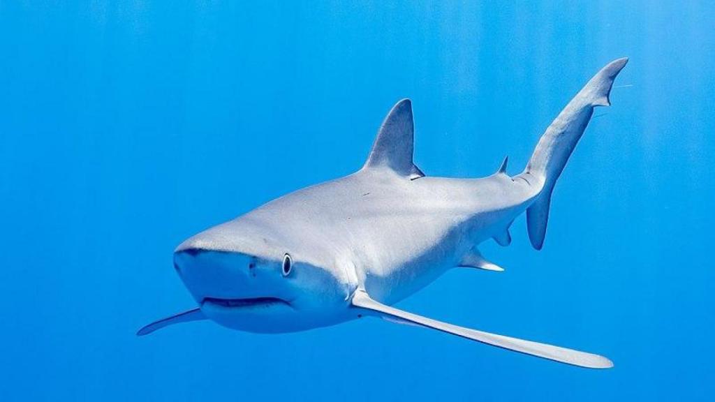 Tiburón azul