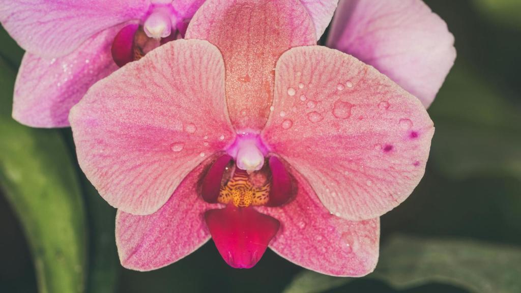 Flor de la orquídea