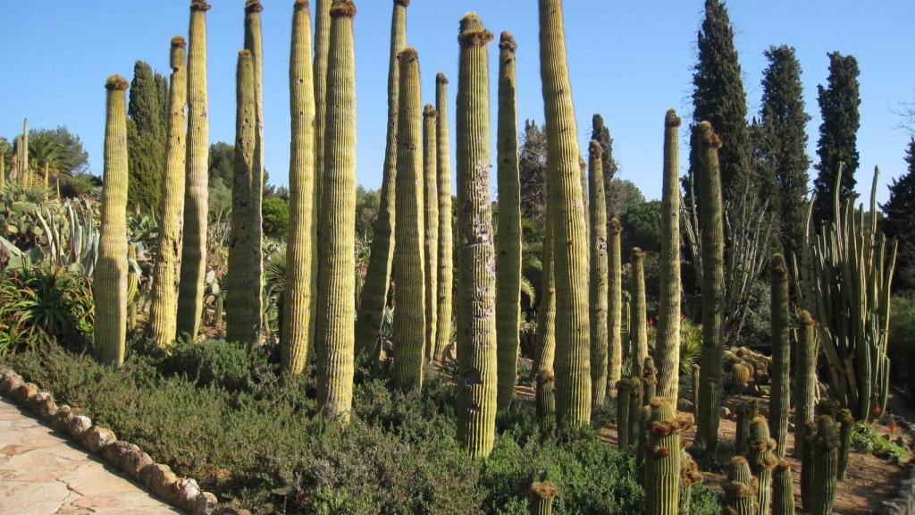 Jardín Tropical Pinya de Rosa