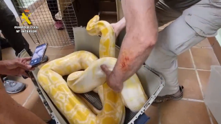 La Guardia Civil decomisa una pitón y una boa en Monistrol de Montserrat
