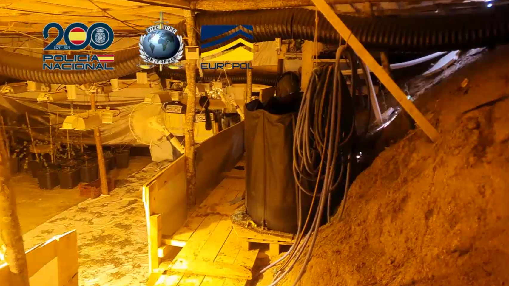 Cueva natural de marihuana, escondida en una zona boscosa del Maresme