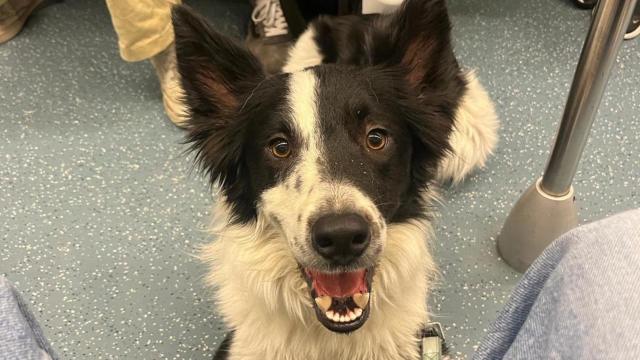 Un perro en el metro de Barcelona