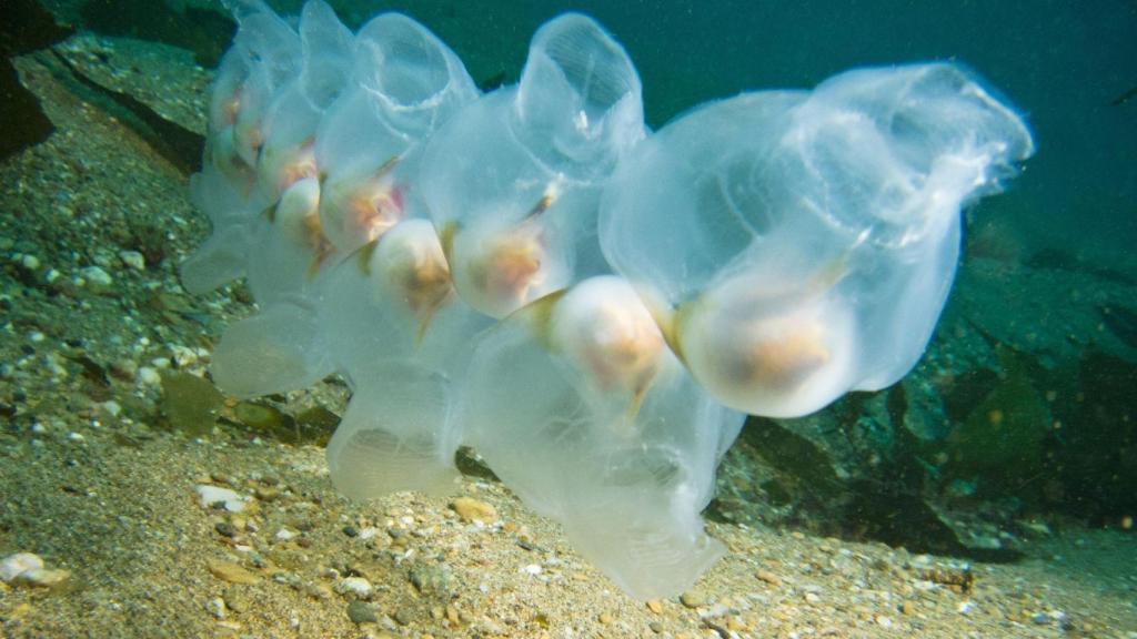 La nueva plaga de las costas catalanas