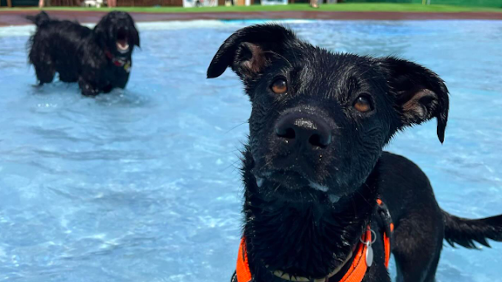 Un gos a l'Aquapark Canino
