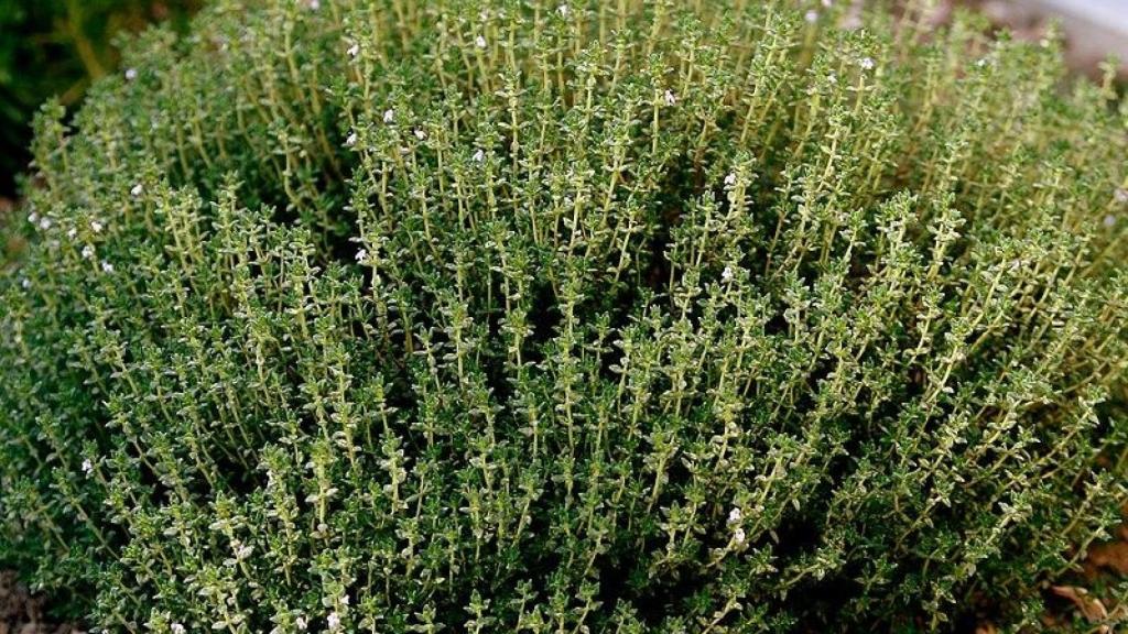Planta de tomillo