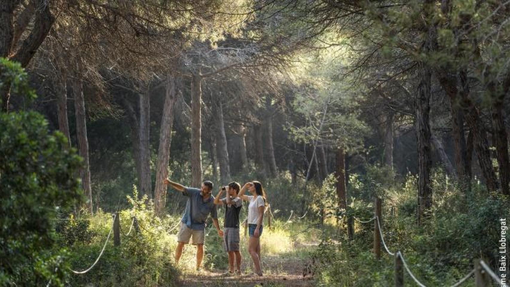 El bosque de Can Camins del Prat de Llobregat