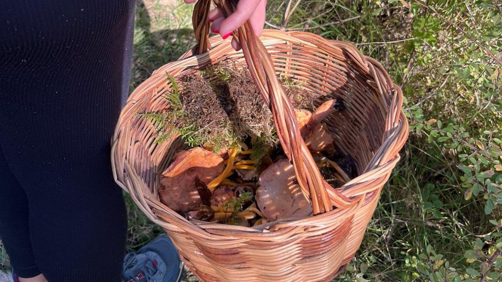 Una boletaire buscant bolets al Montseny