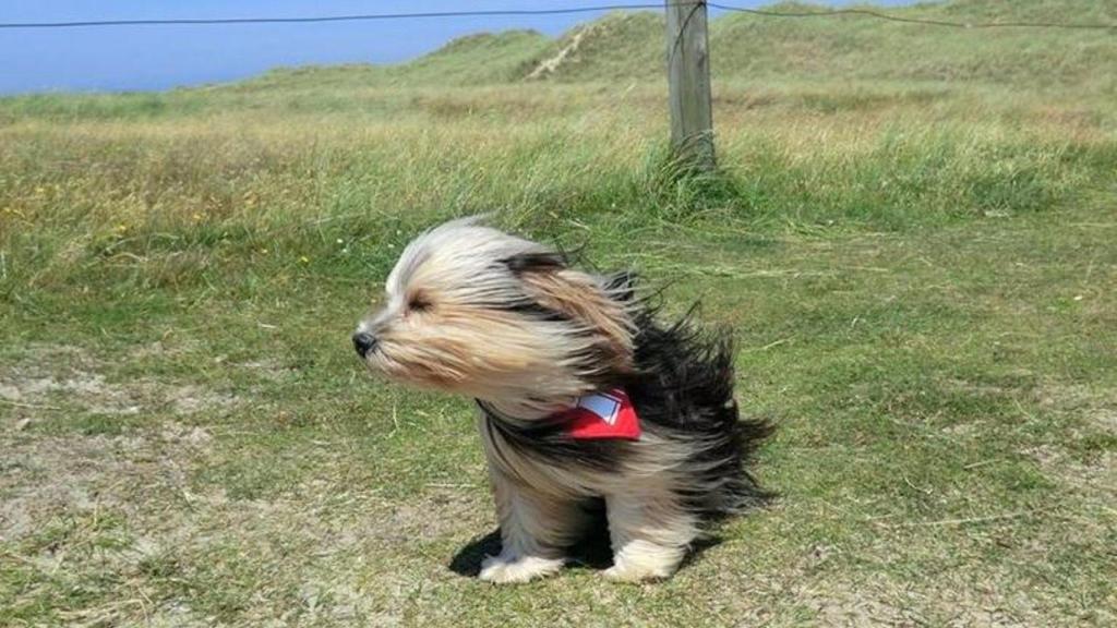 Un perro durante una alerta de viento